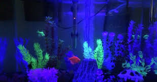 My 20 Gallon Glofish Tank With Blue Led Light Glofish Glow Fish Glofish Tank
