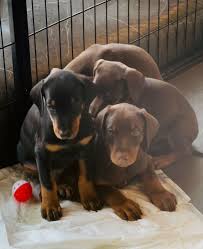 dobermann welpen eine schwarze hundin ein brauner rude in niedersachsen stuhr dobermann und dobermannwelpe in 2021 dobermann welpen schwarze hunde hundin