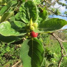 Image result for Gymnosporia tenuispina