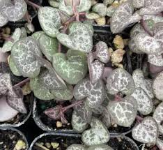 Image result for Ceropegia breviflora