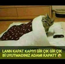cansu dogan adli kullanicinin kedi replikleri panosundaki pin kedi komik hayvanlar