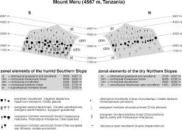 Image result for Lovoa swynnertonii