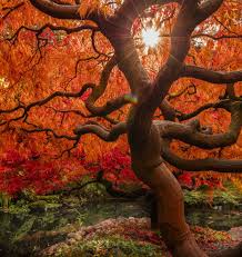 Japanese Red Maple Tree Starburst Japanese Red Maple Tree Starburst At Sunset Japanese Red Maple Tree Red Maple Tree Japanese Red Maple