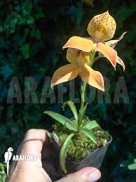 Image result for Disa woodii