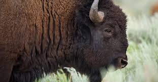 Of the six extinct species, five became extinct in the quaternary extinction event. Bison Kuhteilen Ch