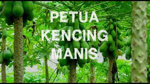 Kencing manis makin teruk & paras gula makin meningkat? Petua Kencing Manis Akar Pokok Betik Youtube