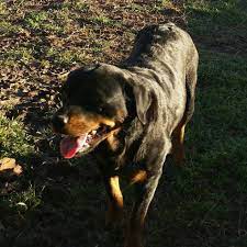 $1,800 (lubbock tx) pic hide this posting restore restore this posting. Tibbets Rottweilers Home Facebook