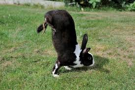 We did not find results for: Rabbits That Do Handstands Help To Find A Gene For Hopping Research Highlights