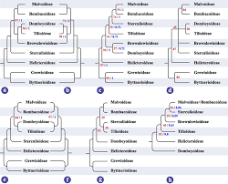 Image result for Malvaceae subfamily Grewioideae
