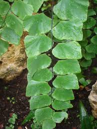 Image result for Adiantum soboliferum