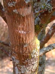 Image result for Citropsis