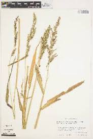 Image result for Echinochloa crus-pavonis