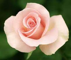 8: 24 colori Rosa 100 semi di rosa/confezione, quattro stagioni seminando i  semi di fiori perenni, fiori di rosa semi facili da piantare : Amazon.it:  Altro