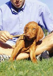How Long Do Puppies Have A Soft Spot On Their Heads Dog Care Daily Puppy