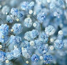 Maybe you would like to learn more about one of these? Babys Breath Baby Breath Flowers Baby Breath Bouquet Wedding Flowers
