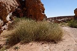 Image result for Cenchrus unisetus