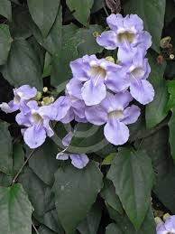 Image result for Thunbergia lancifolia