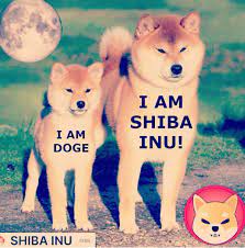 Shib has its own dedicated exchange, shibaswap, slated to release later this month (exact date not so yeah, shib is tiny, and it can be a pain to get at the moment. Shiba The Rocket Shiba4pres Twitter