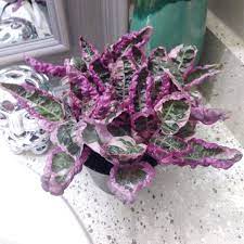 Hemigraphis Alternata Snow White Snow White Waffle Plant In Gardentags Plant Encyclopedia Purple Plants Plants Snow Plant
