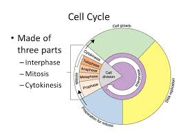 Mitosis and the phases of mitosis: Cell Cycle Interphase Mitosis Cytokinesis And Cancer Ppt Download