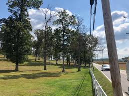 Where oaks grow natively, whether standing alone or in a mixed woodland, the ground beneath is home to very few understory plants. Why Are So Many Oak Trees Dying This Year Maryland Grows