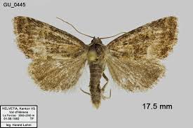 Image result for Photedes captiuncula