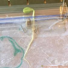 Place your seeds in a dark spot and don't touch them. Make A Plant Journal To Learn About Plants And Watch Them Grow From Seed To Flower Inspiration Laboratories