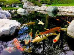 A koi pond should also be larger because koi get quite large despite the size of the pond, it is recommended that a koi pond be no less than 1000 gallons in volume, the bigger the better. A Comprehensive Guide To Koi Ponds