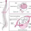 The nervous system is the part of an animal's body that coordinates its voluntary and involuntary actions and transmits signals to and from different parts of its body. Https Encrypted Tbn0 Gstatic Com Images Q Tbn And9gctik1s Bsh5wa Q98iv Ymmmorjl7svqqgtq0kvns3uoy0zazu Usqp Cau
