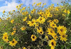 Drought Resistant Plant List California Native Plants Drought Resistant Plants Habitat Garden