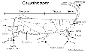 Round or football shaped with an outer covering of insulating material that looks like grey paper mache report suspect sightings. Garden Insect Primer Getting To Know Common Garden Insect Pest Groups And Their Associated Signs Of Plant Damage Ecological Landscape Alliance