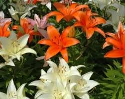 Hardy flowers that grow every year. Perennials Lovetoknow