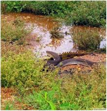 Menarik Anakonda Telan Seekor Buaya 12 Gambar Saltwater Crocodile Crocodile Python