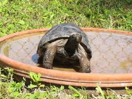 Feeding dish water dish besar kura sulcata bearded dragon gecko. Aldabra Tortoise Breeder Tortoise Habitat Tortoise Sulcata Tortoise