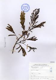 Image result for Lotononis bainesii