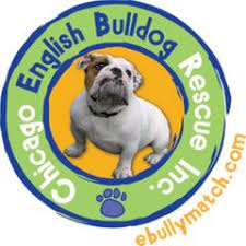 Bulldogs end up in a rescue organization for a number of reasons and many are not the dog's fault. English Bulldog Groups Meetup