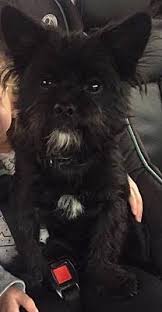Victoria Tx Scottie Scottish Terrier Meet Jock A Pet For Adoption