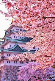 Volshebstvo Idei Tvorchestva I Dekora Rukodelie Vkontakte Japan Landscape Japan Photography Cherry Blossom Wallpaper