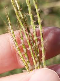 Image result for Ischaemum roseotomentosum