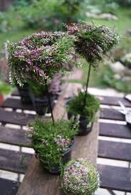 Gestern Gab Es Besenheide Calluna Vulgaris Im Angebot Da Habe Ich Gleich Mal Zugeschlagen Denn Ich Wollte Eine Bastelanleit Bepflanzung Pflanzen Besenheide