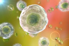 Maybe you would like to learn more about one of these? Cytoplasm Definition And Function