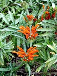 Image result for Leonotis ocymifolia