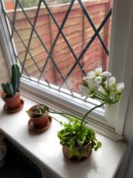 Venus flytraps prefer bright, indirect sunlight and warmer than average indoor temperatures — especially during the winter months when the plant can become dormant. Well Apparently Venus Fly Traps Flower Plants