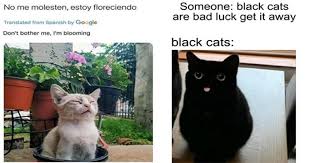 The best memes from instagram, facebook, vine, and twitter about saturday. Twenty Nine Pawistively Divine Caturday Memes Mimicnews