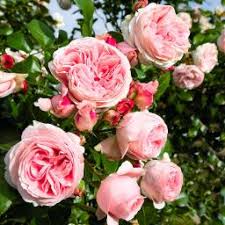 Wurzelnackte kletterrosen werden im herbst oder im frühjahr gepflanzt, containerrosen können auch im sommer noch gesetzt werden. Das Geheimnis Uppig Bluhender Kletterrosen Gartner Potschke