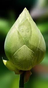 Green Buddha On A Lotus Flower Bud I Simply Love This Awesome Budismo Simbolos Chineses Deuses Indianos
