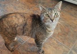 Receive notifications about.hospital promotions, lost pets in our vicinity and recalled pet foods. Cologne Animal Hospital Cologne Veterinary Hospital