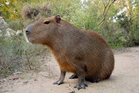 Hydrochoerus hydrochaeris, llamado comúnmente capibara, carpincho o chigüire,​es un roedor de la · uno de sus nombres comunes, «capibara», proviene del · el . Carpincho Era Verde