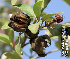 Image result for Lagunaria patersonia