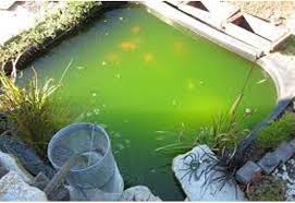 Bagaimana Cara Mengatasi Air Hijau Pada Kolam Koi Anda